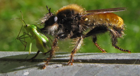 Insekter